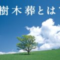 樹木葬とは？気になる費用やその流れを解説