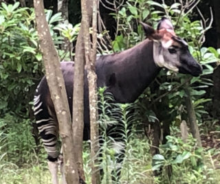 ズーラシア_オカピ