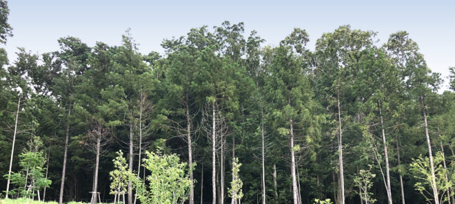 横浜市旭区_緑地イメージ