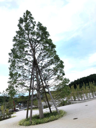 川井聖苑_シンボルツリーのクスノキ