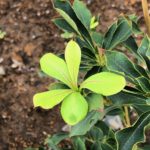 ツツジイチゴの木